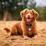 Image of a happy dog