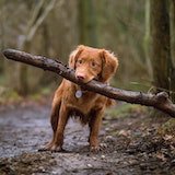 Another happy dog image